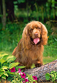 DOG 09 CE0030 01
Sussex Spaniel Sitting In Grass By Log And Flowers