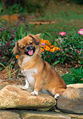 DOG 09 CE0031 01
Tibetan Spaniel Puppy Sitting On Rocks By Flowers In Garden