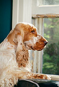 Post image for Back to School Might Mean Separation Anxiety for your Pup