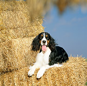 DOG 09 DC0028 01
Portrait Of English Springer Spaniel Laying On Hay Bale