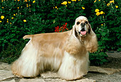 DOG 09 FA0001 01
American Cocker Spaniel Standing By Flowers