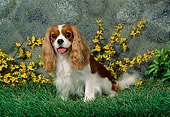 DOG 09 FA0002 01
Cavalier King Charles Spaniel Sitting On Grass By Flowers