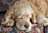 DOG 09 GR0002 01
Close-Up Of Cocker Spaniel Sleeping On Couch