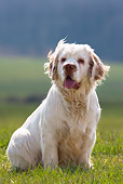 DOG 09 KH0002 01
Clumber Spaniel Sitting In Field