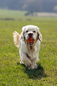 DOG 09 KH0003 01
Clumber Spaniel Carrying Ball In Field
