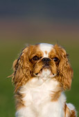 DOG 09 KH0007 01
Shoulder Shot of Cavalier King Charles Spaniel