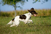 DOG 09 KH0010 01
French Spaniel Running In Field Profile