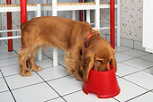 DOG 09 KH0012 01
Cocker Spaniel Eating Out Of Red Bowl On Tile Floor