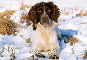 DOG 09 LS0002 01
English Springer Spaniel Laying On Snow In Field