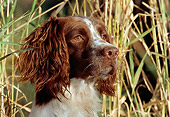 DOG 09 LS0005 01
Close Up Of English Springer Spaniel Sitting In Reeds
