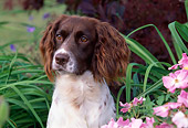 DOG 09 LS0011 01
Close-Up Of English Springer Spaniel Sitting By Pink Flowers