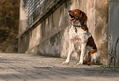 DOG 09 MQ0001 01
Brittany Sitting On Pavement By Building