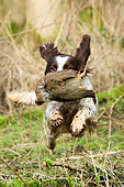 DOG 09 NR0001 01
English Springer Spaniel