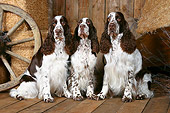 DOG 09 NR0003 01
English Springer Spaniel