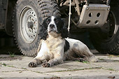 DOG 09 NR0010 01
English Springer Spaniel