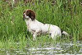 DOG 09 NR0011 01
English Springer Spaniel