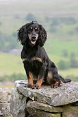 DOG 09 NR0018 01
English Cocker Spaniel