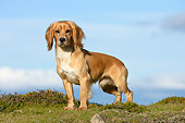 DOG 09 NR0026 01
English Cocker Spaniel