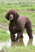 DOG 09 NR0027 01
Irish Water Spaniel