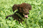 DOG 09 NR0028 01
Irish Water Spaniel