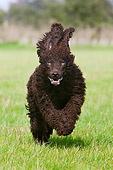 DOG 09 NR0029 01
Irish Water Spaniel