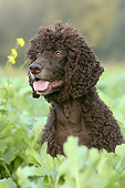 DOG 09 NR0030 01
Irish Water Spaniel