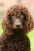DOG 09 NR0041 01
Irish Water Spaniel Shoulder Shot