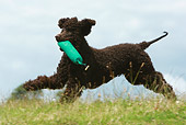 DOG 09 NR0042 01
Irish Water Spaniel Running Carrying Green Dummy In Field