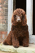 DOG 09 NR0046 01
Irish Water Spaniel Sitting On Step In Front Of Brick Building