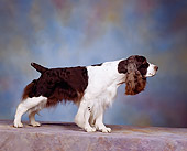 DOG 09 RK0003 05
Profile Shot Of English Springer Spaniel Standing Mottled Background