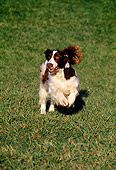 DOG 09 RK0011 05
Head On View Of English Springer Spaniel Running On Grass