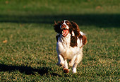 DOG 09 RK0011 06
Head On View Of English Springer Spaniel Running On Grass