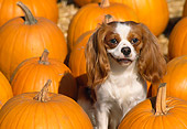 DOG 09 RK0025 03
Cavalier King Charles  Spaniel Sitting In Pumpkin Patch
