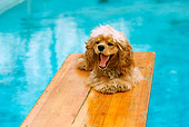 DOG 09 RK0054 01
Cocker Spaniel Sitting On Diving Board By Pool