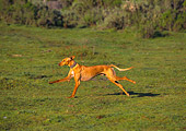 DOG 11 RK0001 09
Saluki Running On Grass