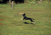 DOG 11 RK0002 14
Saluki Walking On Grass