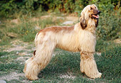 DOG 14 AB0001 01
Afghan Hound Standing On Grass Profile