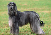 DOG 14 AB0002 01
Afghan Hound Standing On Grass Profile