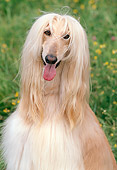 DOG 14 AB0003 01
Portrait Of Afghan Hound Sitting On Grass