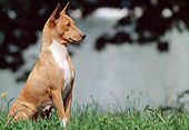 DOG 14 AB0005 01
Basenji Sitting Alert In Grass
