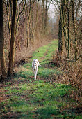 DOG 14 AB0006 01
Greyhound Walking Through Woods