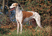 DOG 14 AB0008 01
Greyhound Standing In Grass