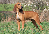 DOG 14 AB0010 01
Italian Hound Standing In Grass