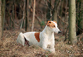 DOG 14 AB0011 01
Magyar Agar Laying In Woods