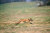 DOG 14 AB0012 01
Magyar Agar Running Through Grass Field