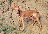 DOG 14 AB0013 01
Pharaoh Hound Standing On Dirt Hillside
