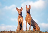 DOG 14 AB0014 01
Two Pharaoh Hounds Sitting On Dirt Hill