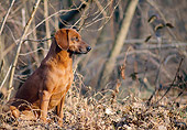DOG 14 AB0015 01
Tyrolean Hound Sitting In Woods