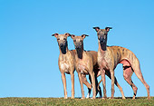 DOG 14 AB0016 01
Three Whippets Standing On Grass Against Blue Sky