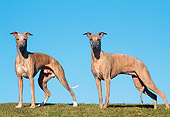 DOG 14 AB0017 01
Two Whippets Standing On Grass Against Blue Sky